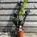 Zamioculcas zamifolia (Zamiokulkas) ´RAVEN´ - kont. C1L, výška 40-50 cm